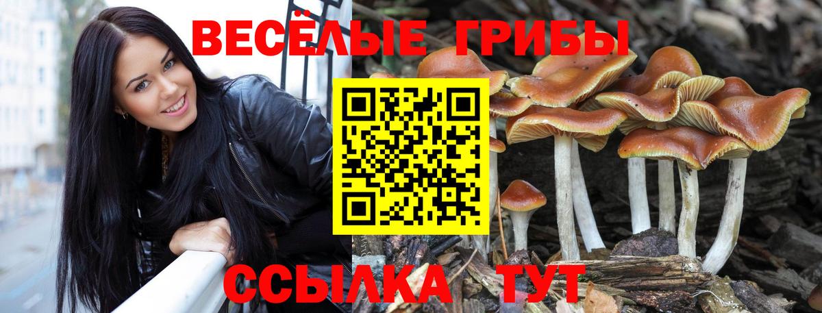 Владикавказ  Псилоцибиновые грибы Psilocybine cubensis  Вход с VPN 
